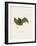 Sac-Winged Bat-null-Framed Giclee Print