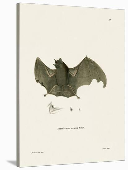 Sac-Winged Bat-null-Stretched Canvas