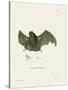 Sac-Winged Bat-null-Stretched Canvas