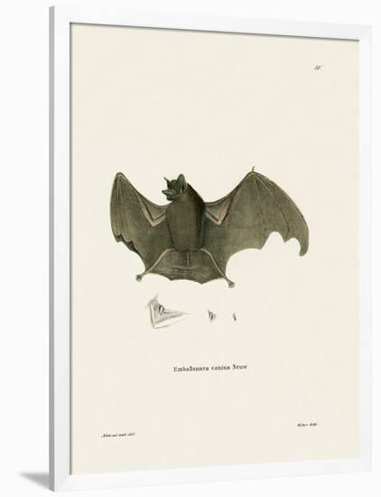 Sac-Winged Bat-null-Framed Giclee Print