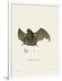 Sac-Winged Bat-null-Framed Giclee Print