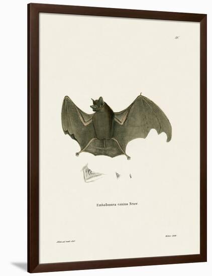 Sac-Winged Bat-null-Framed Giclee Print