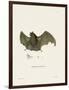 Sac-Winged Bat-null-Framed Giclee Print