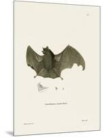 Sac-Winged Bat-null-Mounted Giclee Print
