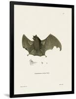 Sac-Winged Bat-null-Framed Giclee Print