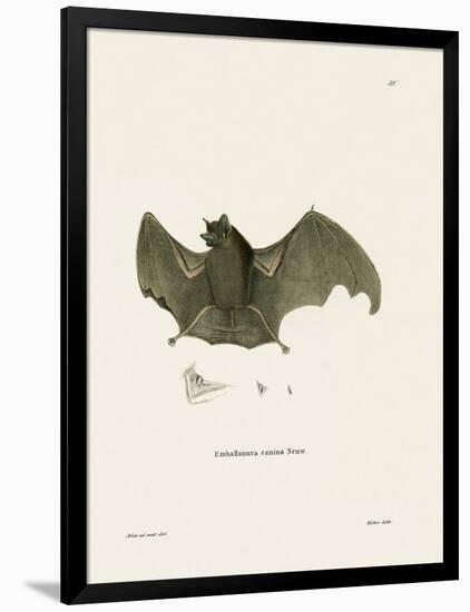 Sac-Winged Bat-null-Framed Giclee Print