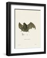 Sac-Winged Bat-null-Framed Premium Giclee Print