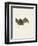 Sac-Winged Bat-null-Framed Premium Giclee Print