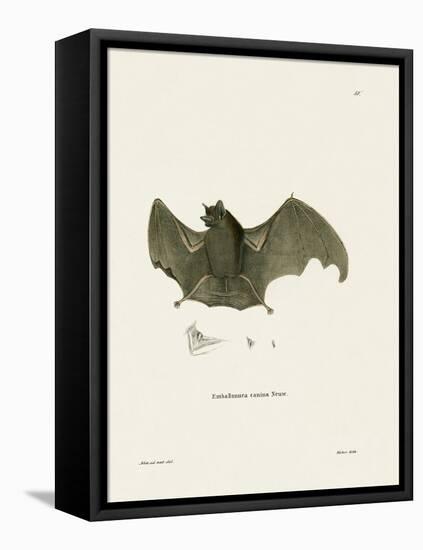 Sac-Winged Bat-null-Framed Stretched Canvas