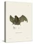 Sac-Winged Bat-null-Stretched Canvas