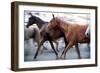 Saca De Las Yeguas- Festival, Town of Almonte, Province of Huelva, Andalusia, Spain-Felipe Rodriguez-Framed Photographic Print