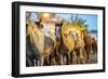 Saca De Las Yeguas- Festival, Town of Almonte, Province of Huelva, Andalusia, Spain-Felipe Rodriguez-Framed Photographic Print