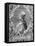 Sacchi, Platina-Theodor de Bry-Framed Stretched Canvas