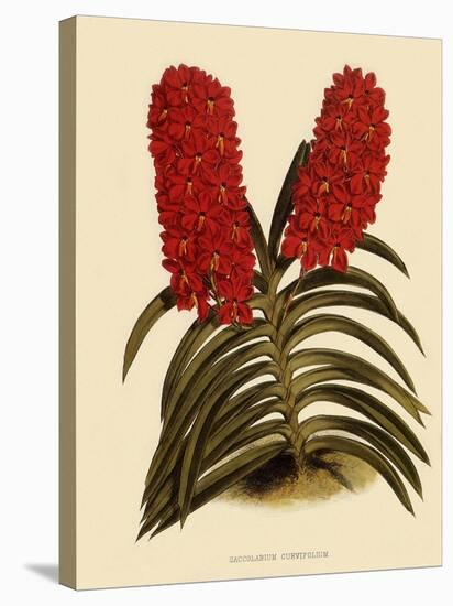Saccolabium Curvifolium-John Nugent Fitch-Stretched Canvas