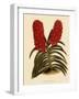 Saccolabium Curvifolium-John Nugent Fitch-Framed Giclee Print