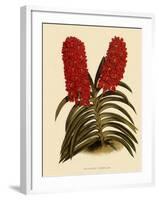 Saccolabium Curvifolium-John Nugent Fitch-Framed Giclee Print