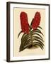 Saccolabium Curvifolium-John Nugent Fitch-Framed Giclee Print