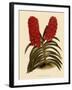 Saccolabium Curvifolium-John Nugent Fitch-Framed Giclee Print