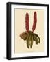 Saccolabium Hendersonianum-John Nugent Fitch-Framed Giclee Print