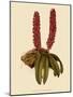Saccolabium Hendersonianum-John Nugent Fitch-Mounted Giclee Print