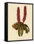 Saccolabium Hendersonianum-John Nugent Fitch-Framed Stretched Canvas