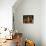 Sacra Conversazione-Lorenzo Lotto-Stretched Canvas displayed on a wall