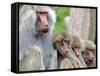 Sacred Baboon Male with His Harem-null-Framed Stretched Canvas