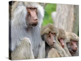 Sacred Baboon Male with His Harem-null-Stretched Canvas