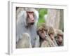 Sacred Baboon Male with His Harem-null-Framed Photographic Print