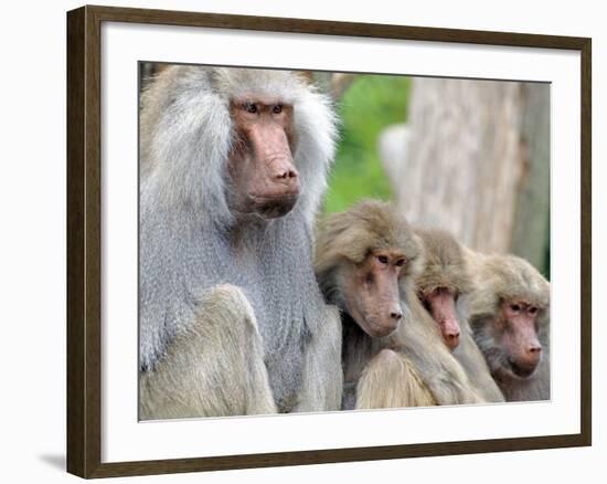 Sacred Baboon Male with His Harem-null-Framed Photographic Print