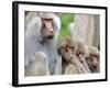 Sacred Baboon Male with His Harem-null-Framed Photographic Print