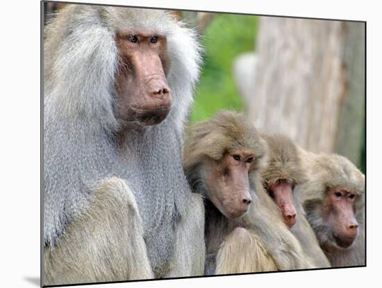 Sacred Baboon Male with His Harem-null-Mounted Photographic Print