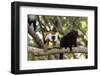 Sacred Baobab tree, male and female black lemur (Eulemur macaco), Nosy Be Island, northern area, Ma-Christian Kober-Framed Photographic Print