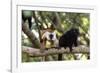 Sacred Baobab tree, male and female black lemur (Eulemur macaco), Nosy Be Island, northern area, Ma-Christian Kober-Framed Photographic Print