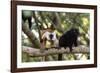 Sacred Baobab tree, male and female black lemur (Eulemur macaco), Nosy Be Island, northern area, Ma-Christian Kober-Framed Photographic Print