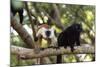 Sacred Baobab tree, male and female black lemur (Eulemur macaco), Nosy Be Island, northern area, Ma-Christian Kober-Mounted Photographic Print