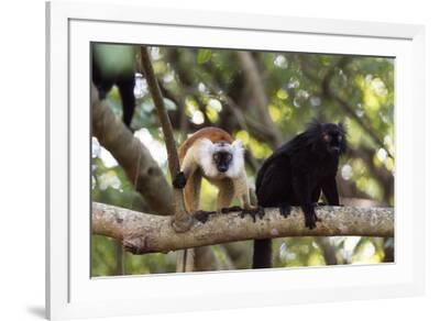 Sacred Baobab tree, male and female black lemur (Eulemur ...