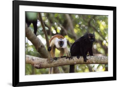 Sacred Baobab tree, male and female black lemur (Eulemur ...