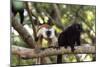 Sacred Baobab tree, male and female black lemur (Eulemur macaco), Nosy Be Island, northern area, Ma-Christian Kober-Mounted Photographic Print