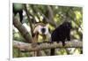 Sacred Baobab tree, male and female black lemur (Eulemur macaco), Nosy Be Island, northern area, Ma-Christian Kober-Framed Photographic Print