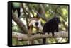 Sacred Baobab tree, male and female black lemur (Eulemur macaco), Nosy Be Island, northern area, Ma-Christian Kober-Framed Stretched Canvas