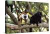 Sacred Baobab tree, male and female black lemur (Eulemur macaco), Nosy Be Island, northern area, Ma-Christian Kober-Stretched Canvas