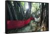 Sacred Baobab tree, Nosy Be Island, northern area, Madagascar, Africa-Christian Kober-Framed Stretched Canvas