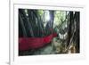 Sacred Baobab tree, Nosy Be Island, northern area, Madagascar, Africa-Christian Kober-Framed Photographic Print