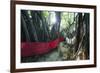 Sacred Baobab tree, Nosy Be Island, northern area, Madagascar, Africa-Christian Kober-Framed Photographic Print