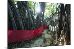 Sacred Baobab tree, Nosy Be Island, northern area, Madagascar, Africa-Christian Kober-Mounted Photographic Print