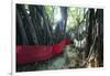 Sacred Baobab tree, Nosy Be Island, northern area, Madagascar, Africa-Christian Kober-Framed Photographic Print