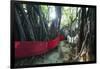 Sacred Baobab tree, Nosy Be Island, northern area, Madagascar, Africa-Christian Kober-Framed Photographic Print