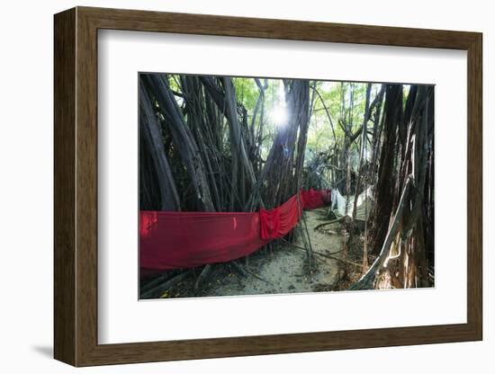 Sacred Baobab tree, Nosy Be Island, northern area, Madagascar, Africa-Christian Kober-Framed Photographic Print