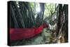 Sacred Baobab tree, Nosy Be Island, northern area, Madagascar, Africa-Christian Kober-Stretched Canvas